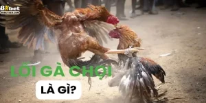 Các Lối Đá Gà Chọi